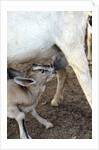 Kenya, Laikipia, Il Ngwesi, goat feeding her baby by Anonymous