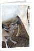 Kenya, Laikipia, Il Ngwesi, goat feeding her baby by Anonymous