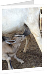 Kenya, Laikipia, Il Ngwesi, goat feeding her baby by Anonymous