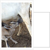 Kenya, Laikipia, Il Ngwesi, goat feeding her baby by Anonymous