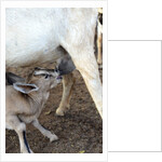 Kenya, Laikipia, Il Ngwesi, goat feeding her baby by Anonymous
