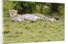 Kenya, Masai Mara National Reserve, cheetah lying and resting by Anonymous