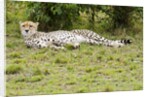 Kenya, Masai Mara National Reserve, cheetah lying and resting by Anonymous