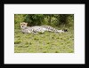 Kenya, Masai Mara National Reserve, cheetah lying and resting by Anonymous