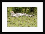 Kenya, Masai Mara National Reserve, cheetah lying and resting by Anonymous
