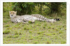 Kenya, Masai Mara National Reserve, cheetah lying and resting by Anonymous