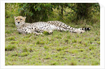 Kenya, Masai Mara National Reserve, cheetah lying and resting by Anonymous