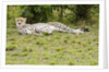 Kenya, Masai Mara National Reserve, cheetah lying and resting by Anonymous