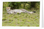 Kenya, Masai Mara National Reserve, cheetah lying and resting by Anonymous