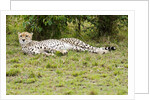 Kenya, Masai Mara National Reserve, cheetah lying and resting by Anonymous