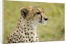 Kenya, Masai Mara National Reserve, cheetah alert in the savanna ready to chase for a kill by Anonymous