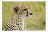 Kenya, Masai Mara National Reserve, cheetah alert in the savanna ready to chase for a kill by Anonymous