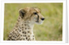Kenya, Masai Mara National Reserve, cheetah alert in the savanna ready to chase for a kill by Anonymous