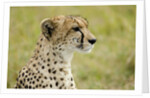 Kenya, Masai Mara National Reserve, cheetah alert in the savanna ready to chase for a kill by Anonymous