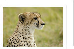 Kenya, Masai Mara National Reserve, cheetah alert in the savanna ready to chase for a kill by Anonymous