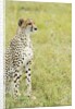 Kenya, Masai Mara National Reserve, cheetah alert in the savanna ready to chase for a kill by Anonymous