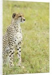 Kenya, Masai Mara National Reserve, cheetah alert in the savanna ready to chase for a kill by Anonymous