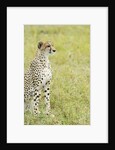 Kenya, Masai Mara National Reserve, cheetah alert in the savanna ready to chase for a kill by Anonymous