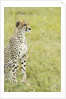 Kenya, Masai Mara National Reserve, cheetah alert in the savanna ready to chase for a kill by Anonymous