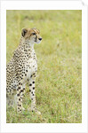 Kenya, Masai Mara National Reserve, cheetah alert in the savanna ready to chase for a kill by Anonymous