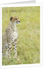 Kenya, Masai Mara National Reserve, cheetah alert in the savanna ready to chase for a kill by Anonymous
