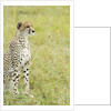 Kenya, Masai Mara National Reserve, cheetah alert in the savanna ready to chase for a kill by Anonymous