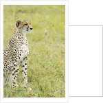 Kenya, Masai Mara National Reserve, cheetah alert in the savanna ready to chase for a kill by Anonymous