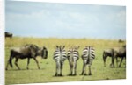 Kenya, Masai Mara National Reserve, rear view of zebras looking at the plain by Anonymous