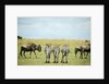 Kenya, Masai Mara National Reserve, rear view of zebras looking at the plain by Anonymous