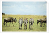 Kenya, Masai Mara National Reserve, rear view of zebras looking at the plain by Anonymous