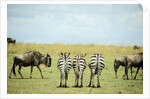 Kenya, Masai Mara National Reserve, rear view of zebras looking at the plain by Anonymous
