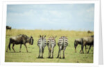 Kenya, Masai Mara National Reserve, rear view of zebras looking at the plain by Anonymous