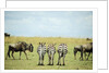Kenya, Masai Mara National Reserve, rear view of zebras looking at the plain by Anonymous