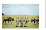 Kenya, Masai Mara National Reserve, rear view of zebras looking at the plain by Anonymous