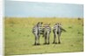 Kenya, Masai Mara National Reserve, rear view of zebras looking at the plain by Anonymous