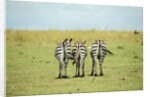 Kenya, Masai Mara National Reserve, rear view of zebras looking at the plain by Anonymous
