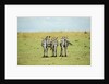 Kenya, Masai Mara National Reserve, rear view of zebras looking at the plain by Anonymous