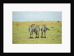 Kenya, Masai Mara National Reserve, rear view of zebras looking at the plain by Anonymous
