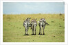 Kenya, Masai Mara National Reserve, rear view of zebras looking at the plain by Anonymous