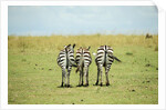 Kenya, Masai Mara National Reserve, rear view of zebras looking at the plain by Anonymous