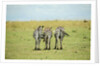 Kenya, Masai Mara National Reserve, rear view of zebras looking at the plain by Anonymous