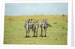 Kenya, Masai Mara National Reserve, rear view of zebras looking at the plain by Anonymous