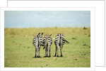 Kenya, Masai Mara National Reserve, rear view of zebras looking at the plain by Anonymous