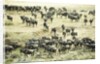 Kenya, Masai Mara National Reserve, zebras and wildebeests ready for the great migration by Anonymous