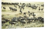 Kenya, Masai Mara National Reserve, zebras and wildebeests ready for the great migration by Anonymous
