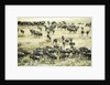 Kenya, Masai Mara National Reserve, zebras and wildebeests ready for the great migration by Anonymous