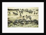 Kenya, Masai Mara National Reserve, zebras and wildebeests ready for the great migration by Anonymous