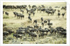 Kenya, Masai Mara National Reserve, zebras and wildebeests ready for the great migration by Anonymous