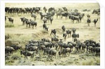 Kenya, Masai Mara National Reserve, zebras and wildebeests ready for the great migration by Anonymous
