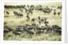 Kenya, Masai Mara National Reserve, zebras and wildebeests ready for the great migration by Anonymous